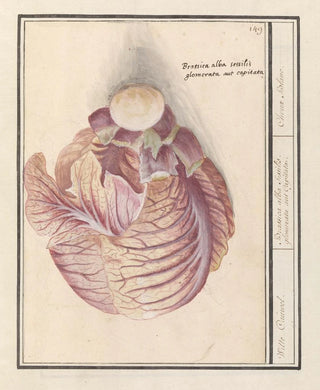Anselmus Botius de Boodt - Witte kool Brassica oleracea Witte Cauwel Brassica alba sessilis glomerata aut Capitata Choux Blanc.webp