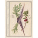 Wortel Daucus carota en rode aalbes Ribes rubrum 1 wortels 2 planten van aalbessen - Anselmus Botius de Boodt