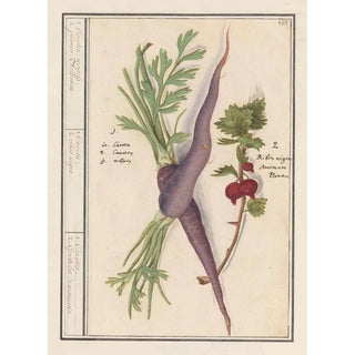 Anselmus Botius de Boodt - Wortel Daucus carota en rode bes Ribes rubrum 1 Caroten wortels 2 planen Aelbesien.webp
