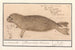 Zeehond Phocidae Phoque Phoca vitulus Marinus Phoque Veau Marin - Anselmus Botius de Boodt — artwork view