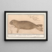 Zeehond Phocidae Phoque Phoca vitulus Marinus Phoque Veau Marin - Anselmus Botius de Boodt — framed artwork on a wall