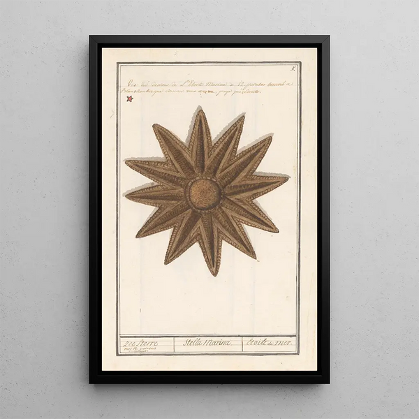 Anselmus Botius de Boodt - Zeester Asteroidea Zee Sterre Stella Marina Etoile de Mer.webp