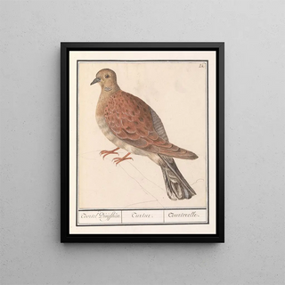 Anselmus Botius de Boodt - Zomertortel Streptopelia turtur.webp