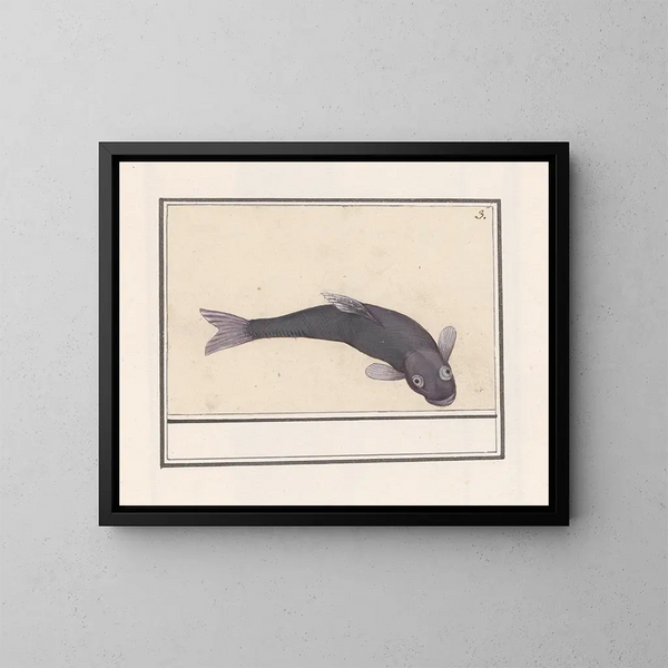 van het Zwarte Karper Schilderij Cyprinus carpio carpio - Anselmus Botius de Boodt — ingelijst kunstwerk aan de muur