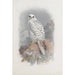 Greenland Falcon - Archibald Thorburn — artwork view