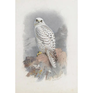 Archibald Thorburn - A Greenland Falcon.webp