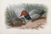 Een paar fuligules - Archibald Thorburn — weergave van het kunstwerk