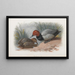 Een paar fuligules - Archibald Thorburn — ingelijst kunstwerk aan de muur