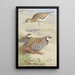 Reproduction of the painting of a loud œdicnème and a pair of red partridges - Archibald Thorburn
