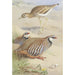Reproduction of the painting of a loud œdicnème and a pair of red partridges - Archibald Thorburn