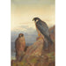 an adult and immature peregrine falcon - Archibald Thorburn — artwork view