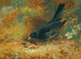 Merle noir - Archibald Thorburn — weergave van het kunstwerk