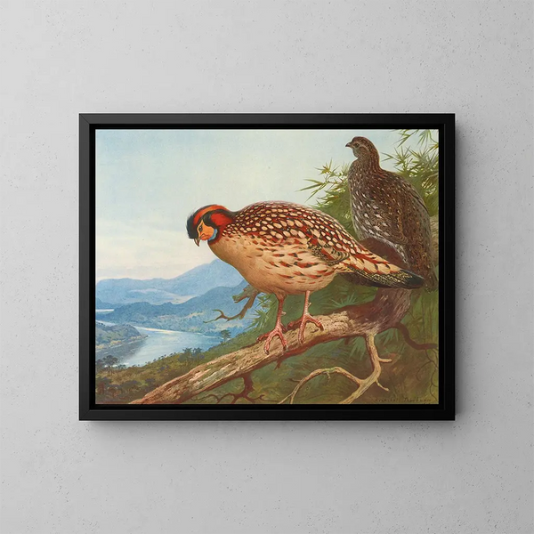 Cabots tragopan - Archibald Thorburn — ingelijst kunstwerk aan de muur