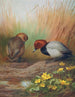 Fuligule milouin - Archibald Thorburn — artwork view