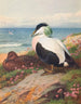 Eider Duck - Archibald Thorburn — artwork view