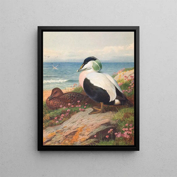 Eidereend - Archibald Thorburn — ingelijst kunstwerk aan de muur