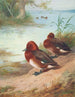 Fuligule nyroca - Archibald Thorburn — artwork view