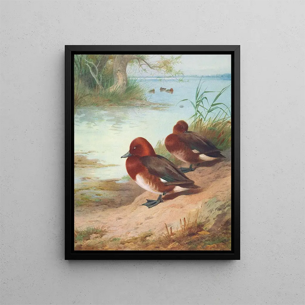 Fuligule nyroca - Archibald Thorburn — ingelijst kunstwerk aan de muur