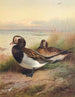 Summer Lacquered Duck - Archibald Thorburn — artwork view