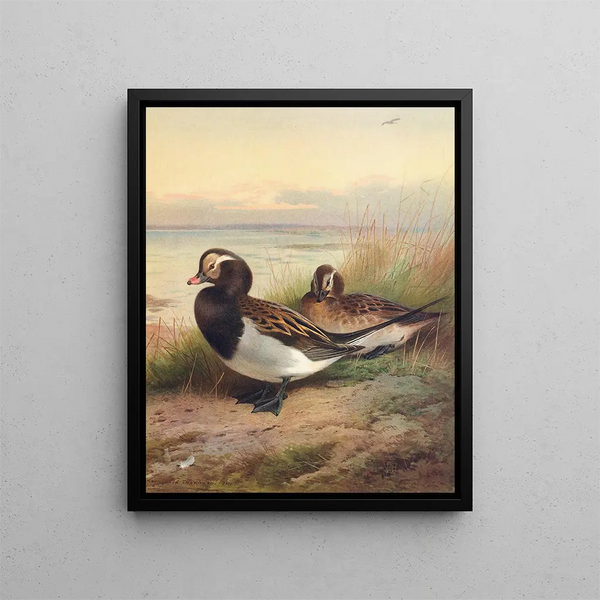 Geelzwarte eend van de zomer - Archibald Thorburn — ingelijst kunstwerk aan de muur