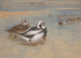 Long-tailed Ducks - Archibald Thorburn — artwork view