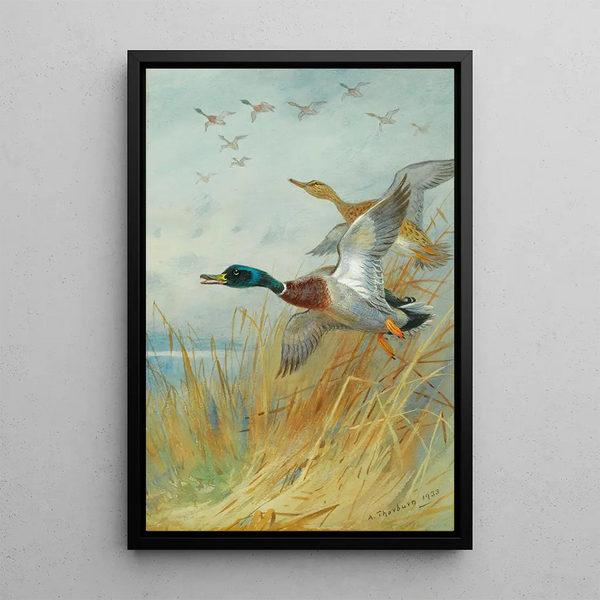 Reproductie van het schilderij Eend Colvert die opstijgt - Archibald Thorburn