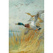 Reproduction of the painting Mallard duck taking flight - Archibald Thorburn