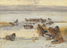 Mallard and Teal on a snowy marsh - Archibald Thorburn — artwork view