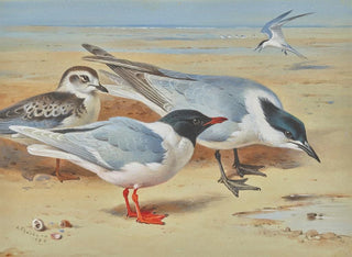 Archibald Thorburn - Mediterranean gull and juvenile with sandwich terns on a beach.webp