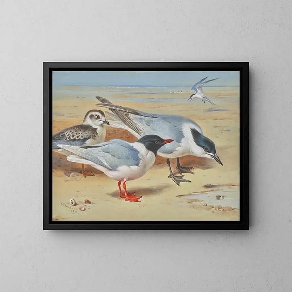 van een zeemeeuw met een melanocephalus en een juvenile met sandwichsterns op een strand - Archibald Thorburn — ingelijst kunstwerk aan de muur