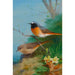 Reproduction of the painting Couple of Redstarts - Archibald Thorburn