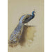 Reproduction of the painting Peacock - Archibald Thorburn