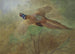 Pheasant in flight - Archibald Thorburn — artwork view