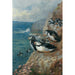 Reproduction of the painting Macareux and puffins painting - Archibald Thorburn