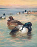 Canard fuligule milouinan - Archibald Thorburn — artwork view