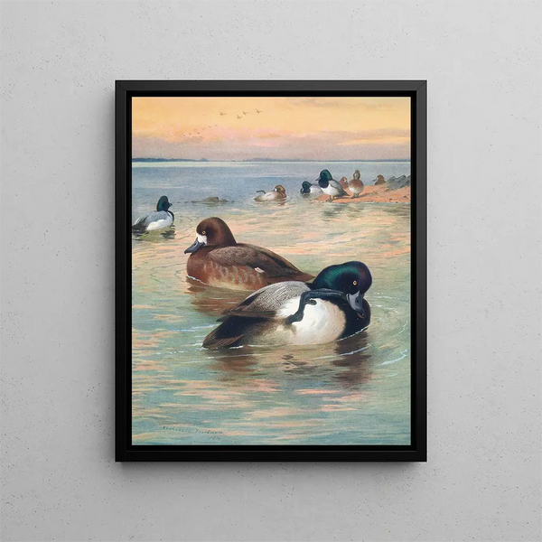 Eend fuligule milouinan - Archibald Thorburn — ingelijst kunstwerk aan de muur