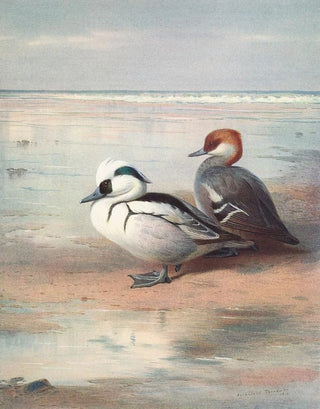 Archibald Thorburn - Smew.webp