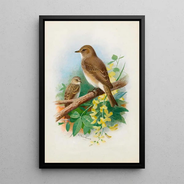 Reproductie van het schilderij Gobemouches gris - Archibald Thorburn