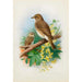 Reproduction of the painting Gobemouches gris - Archibald Thorburn
