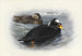 Macreuse à front blanc - Archibald Thorburn — artwork view