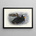 Macreuse à front blanc - Archibald Thorburn — framed artwork on a wall