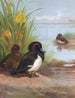 Fuligule morillon - Archibald Thorburn — artwork view