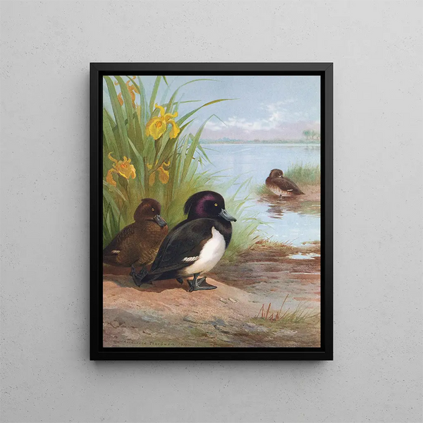 Fuligule morillon - Archibald Thorburn — ingelijst kunstwerk aan de muur