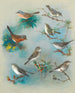 Warblers and Wrens - Archibald Thorburn — artwork view