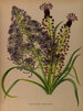 Mooi muscari 2 Muscari à plumes - Arentina Hendrica Arendsen — weergave van het kunstwerk
