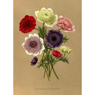 Arentina Hendrica Arendsen - Anemone Coronaria Fl Pl Doubles Anemones.webp