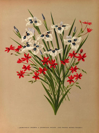Arentina Hendrica Arendsen - Anomatheca Cruenta 2 Vieusseuxia Pavonia Iris Pavonia Morea Pavonia.webp