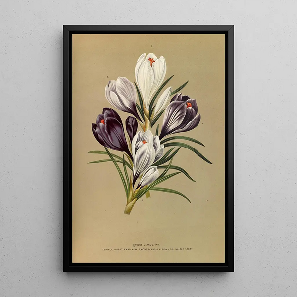 Reproductie van het schilderij Krokus Vernus Var - Arentina Hendrica Arendsen