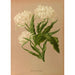 Tulipe Double Ros Blanche - Arentina Hendrica Arendsen — weergave van het kunstwerk