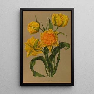 Arentina Hendrica Arendsen - Double Tulip Yellow Ros.webp